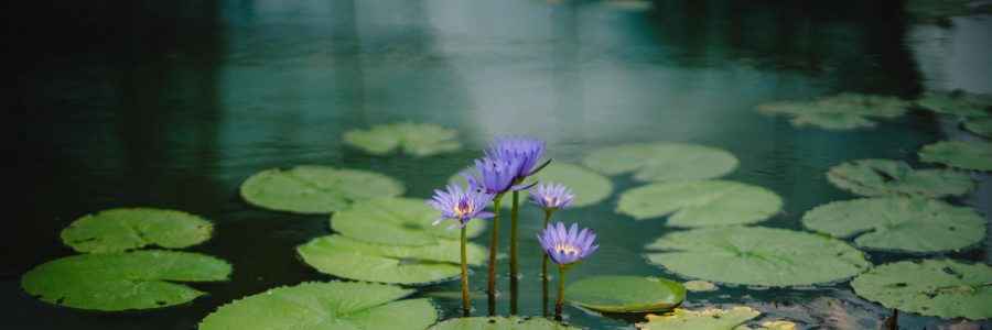Benefits of Meditation And Neurofeedback
