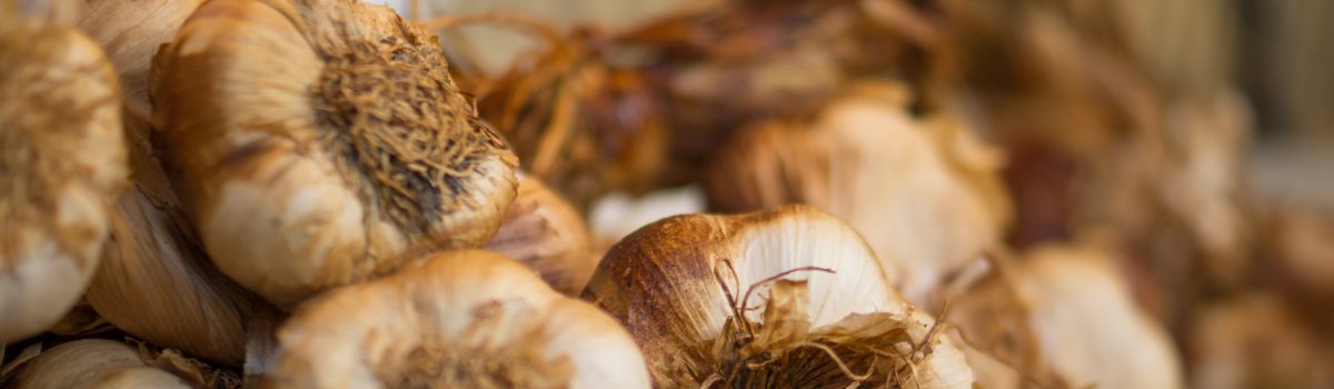 Garlic…a brain poison?